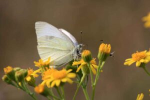 White Butterflies Too Fly